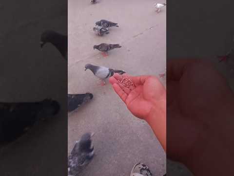 Parang Manok lang sila subrang amo #alburoloft #idol #kalapatids #mpc #ftpc #alburotv #bbc