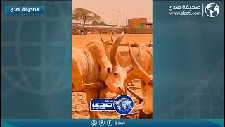 سوداني يوثق اخطر الثيران