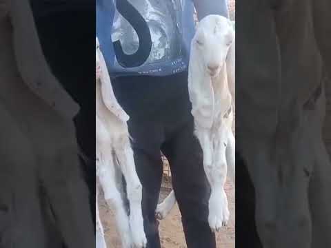 #anime #goat #gaming #tranding #trendingshorts