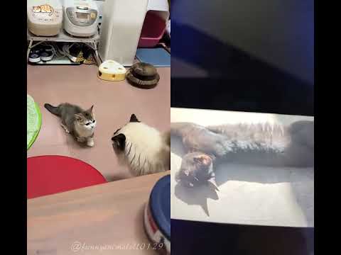 cat😺😺🐈😺😺💗💗💓💗💗😘😍🤩