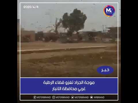 موجة الجراد تغزو قضاء الرطبة غربي محافظة الأنبار