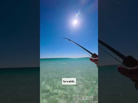 Having way to much fun! #flyfishing #insta360 #insta360goultra @insta360 @choonaclothing