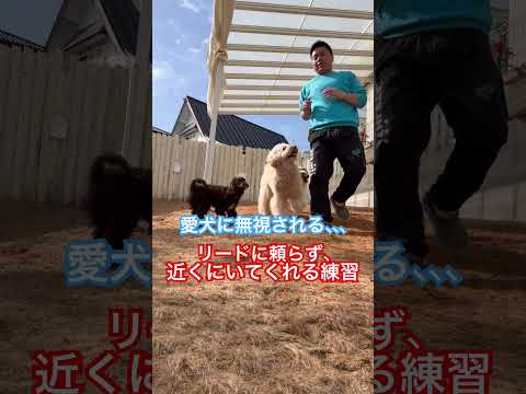 愛犬に無視される、、、飼い主のそばに居てくれるようになる練習 #ドッグトレーニング #犬のしつけ