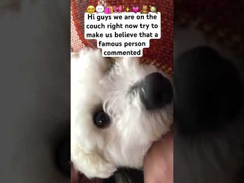 Try to make us think a famous person commented💬#dog #cute #bishonfrise