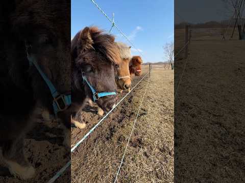 アルト・らくぴ・ハイネ「楽しそう・・・」#shorts