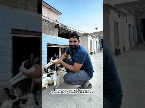 Kia rabbit ka goshat halal hy ya haram?#rabbit #rabbits #minizoo