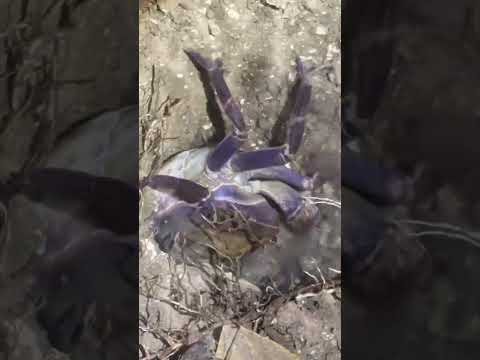 ゆりかごづくり(文字なし)