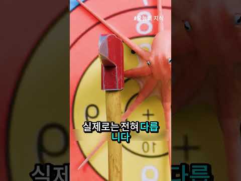 🐙 문어는 다리를 잃으면 죽을까? 놀라운 진실