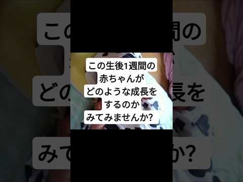 #赤ちゃん〜9ヶ月間の軌跡 #赤ちゃんのいる生活 #癒し #にっこり #かわいい #孫が可愛い #産まれたて #可愛い #1歳児 #成長日記 #育児