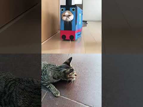 cat funy moment. Kucing lucu #kucing #kucinglucu #kucingimut