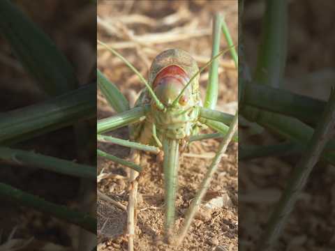 KATYDIDS IN ACTION: They Refuse to Share Their Food