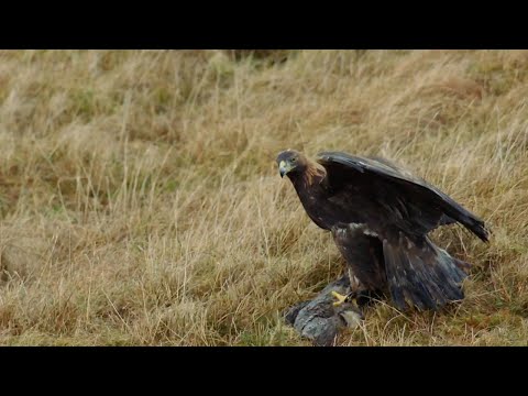 The Incredible Hunting Techniques of Eagles | Natural World: Super Powered Eagles | BBC Earth