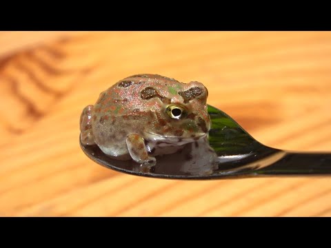 ちいさなカエルのお世話ルーティーン