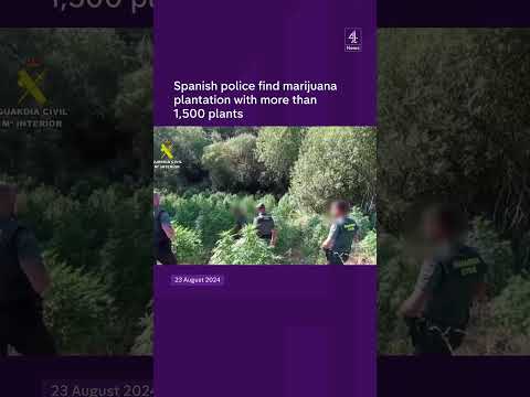 Over 1,500 marijuana plants found in Spain