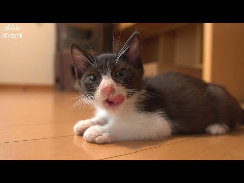 猫風邪から復活して1週間が経った子猫たちの様子
