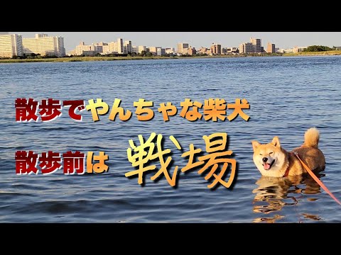 散歩中、砂まみれや川で黄昏る柴犬。散歩前はもっと大変だけど可愛い