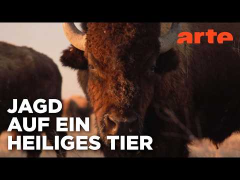 Seele der Prärie - Der Amerikanische Bison (1/2) | Doku HD Reupload | ARTE