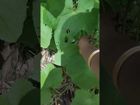 kitchen garden in my school