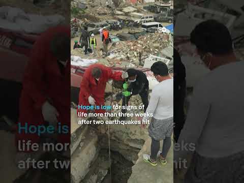 Kitten rescued from Venezuela earthquake rubble | DW News