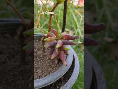 Witch Finger Grapes in Pot #Grapes #homegarden #fruit
