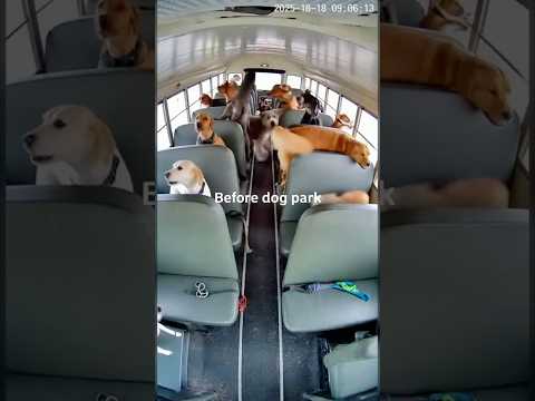 The Dog Park Bus Ride Got Out of Hand 😂🐕
