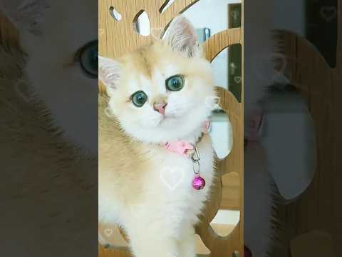 Kitten Boi Boi super cute cat #shorts