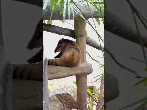 #shorts アカハナグマのヒカリくん　千葉市動物公園 サムネイル