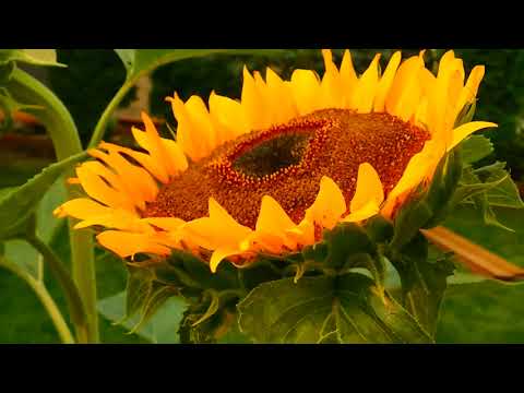 Красива Природа. Поле Соняхів. Літо (Музика Relax)