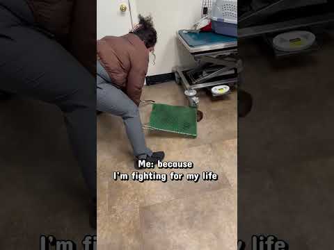 Vet Has an Easy Way to Stick a Cat