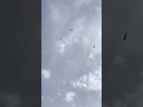 شباب هذا مقطع قصير عن الحمام اللوت البصراوي يسمونه