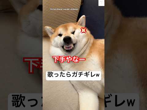 お姉ちゃんの歌声にガチギレする柴犬😂　#柴犬　#犬　#おもしろ #犬のいる暮らし #かわいい犬 サムネイル