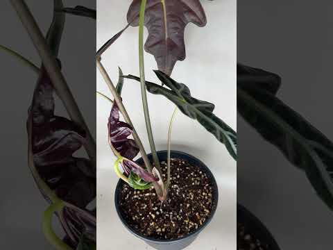 Alocasia Plant Unfurling a New Leaf