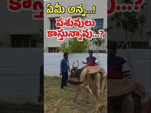 ఏమీ అన్న...! పశువులు కాస్తున్నవు ఏమైంది అన్న...? #agricultural #cow #property #animals #bulls #short