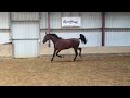 Dressage horse Talentvol jong paard