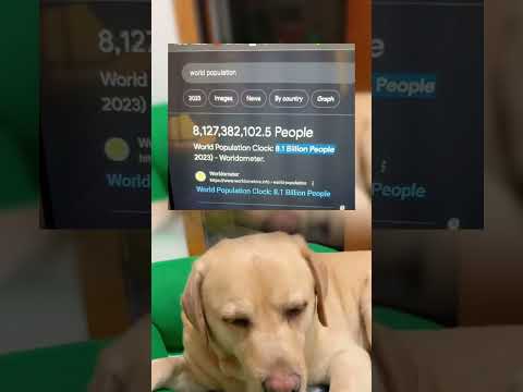 #memes #story #dog #shorts #pets