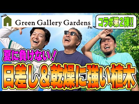 【日差しを遮る】暑さ＆乾燥に負けない植木を植木とお庭のプロ３人で吟味しました【GGGさんコラボ第２弾】