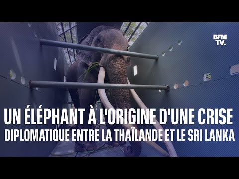 Un éléphant à l'origine d'une crise diplomatique entre le Sri Lanka et la Thaïlande