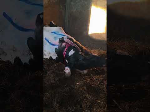 Vaca en trabajo DE PARTO