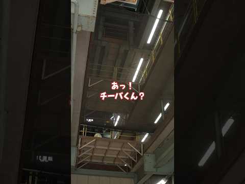 かくれんぼしてみた【千葉都市モノレール車両工場】 #チーバくん #shorts