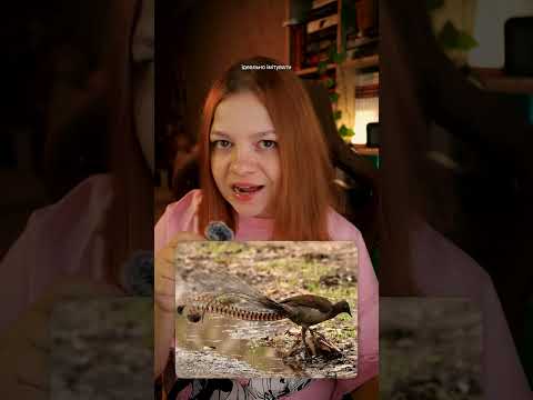 Цей птах імітує звуки камери 🫣 (і не тільки)