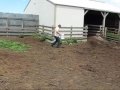 Цесарки: Guinea Attack(Цесарка атакует)