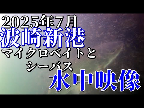 4K【水中映像】2025年7月半ば波崎新港 水中動画 なぞのマイクロベイトと生命感 #波崎 #釣り #水中映像  #シーバス