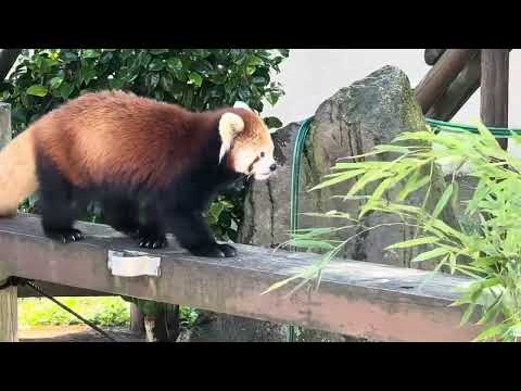 令花ちゃん観察レポート：レッサーパンダと大森山動物園の様子【2025年9月】 サムネイル