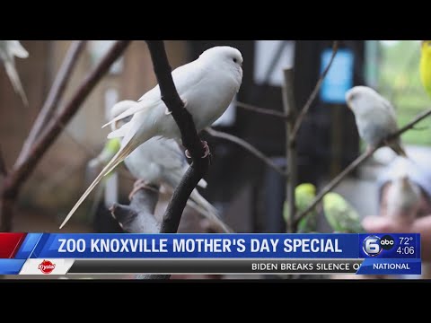 Name a bird for Mother’s Day at Zoo Knoxville