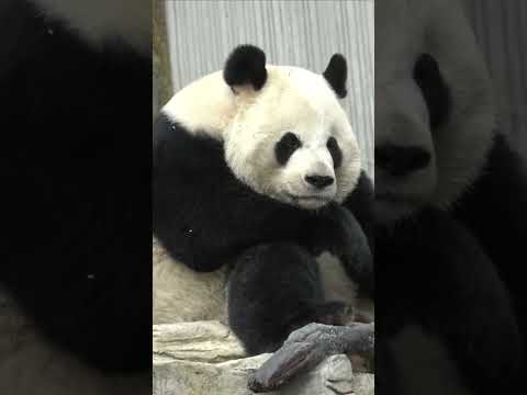 Giant panda's bout of hiccups caught on camera at Chinese centre