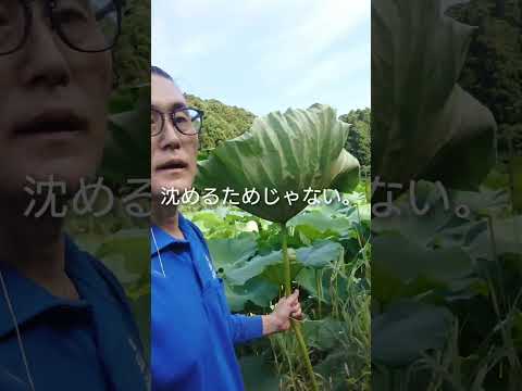 蓮の花 #ピアノ #lotus #速読 #日本一