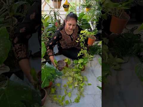 Kainchi queen back in action✂️🌿Garden ke salon me swagat hai apka🌱✨#plants #garden #gardening