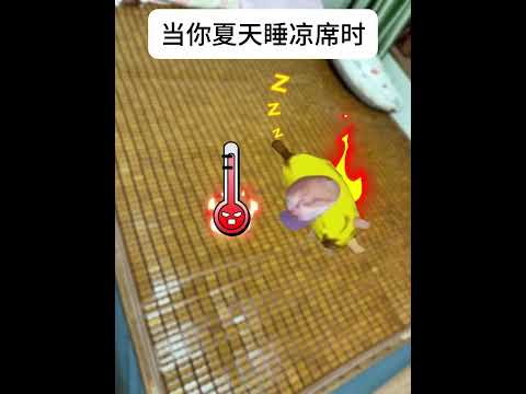 猫の動画サムネイル - 当你夏天睡凉席时#有趣 #猫meme #猫meme剧场 #猫meme小剧场 #内容过于真实  #故事 #貓 #猫猫meme小剧场 #喵不可言