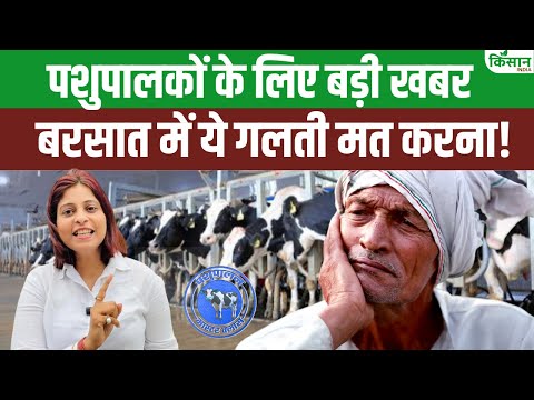 Monsoon Dairy Care: बरसात में पशुपालन कैसे करें? बढ़ाएं दूध उत्पादन और ऐसे करें गाय-भैंस की देखभाल