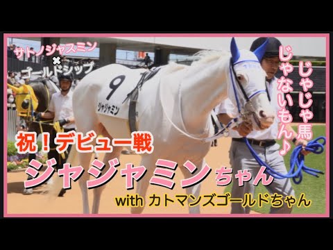 【祝！ジャジャミンちゃん】パドックと返し馬の現地映像・京都4R（2026年5月9日）可愛いゴールドシップ産駒の女の子たち♡デビューおめでとう！